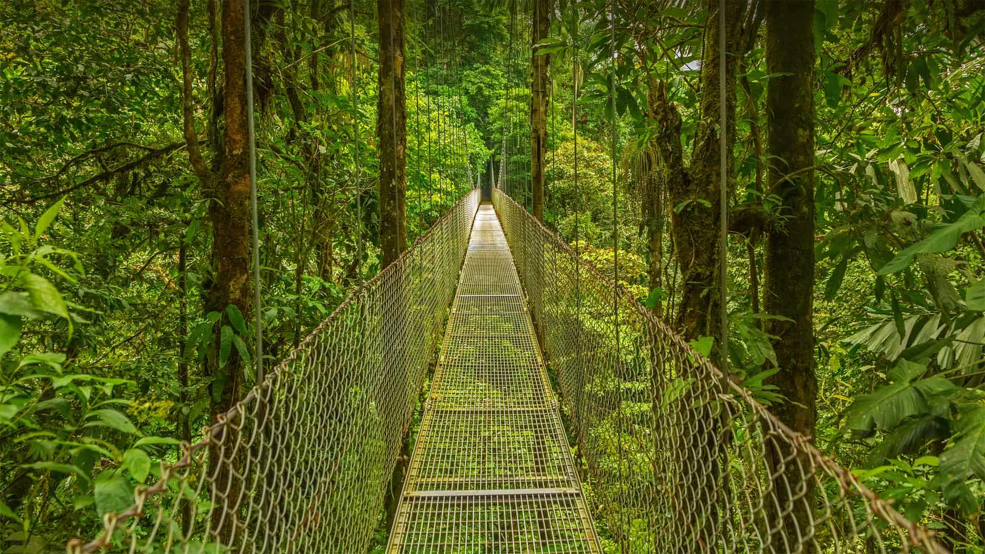 Monteverde Cloud Forest Reserve in Costa Rica