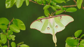 National Moth Week