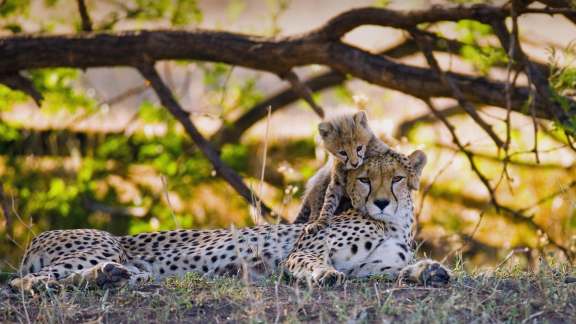 Cheetah mother and cub