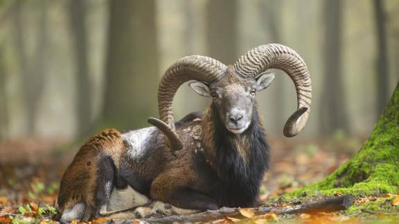 Europ&auml;isches Mufflon (Widder) im Herbstwald, Bayern