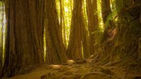 Muir Woods National Monument, California, United States