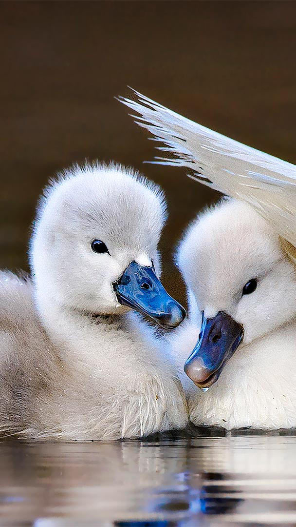 Download Latest HD Wallpapers of  Birds Swan Family