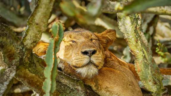 National Napping Day