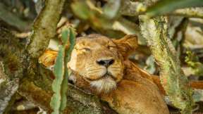 National Napping Day