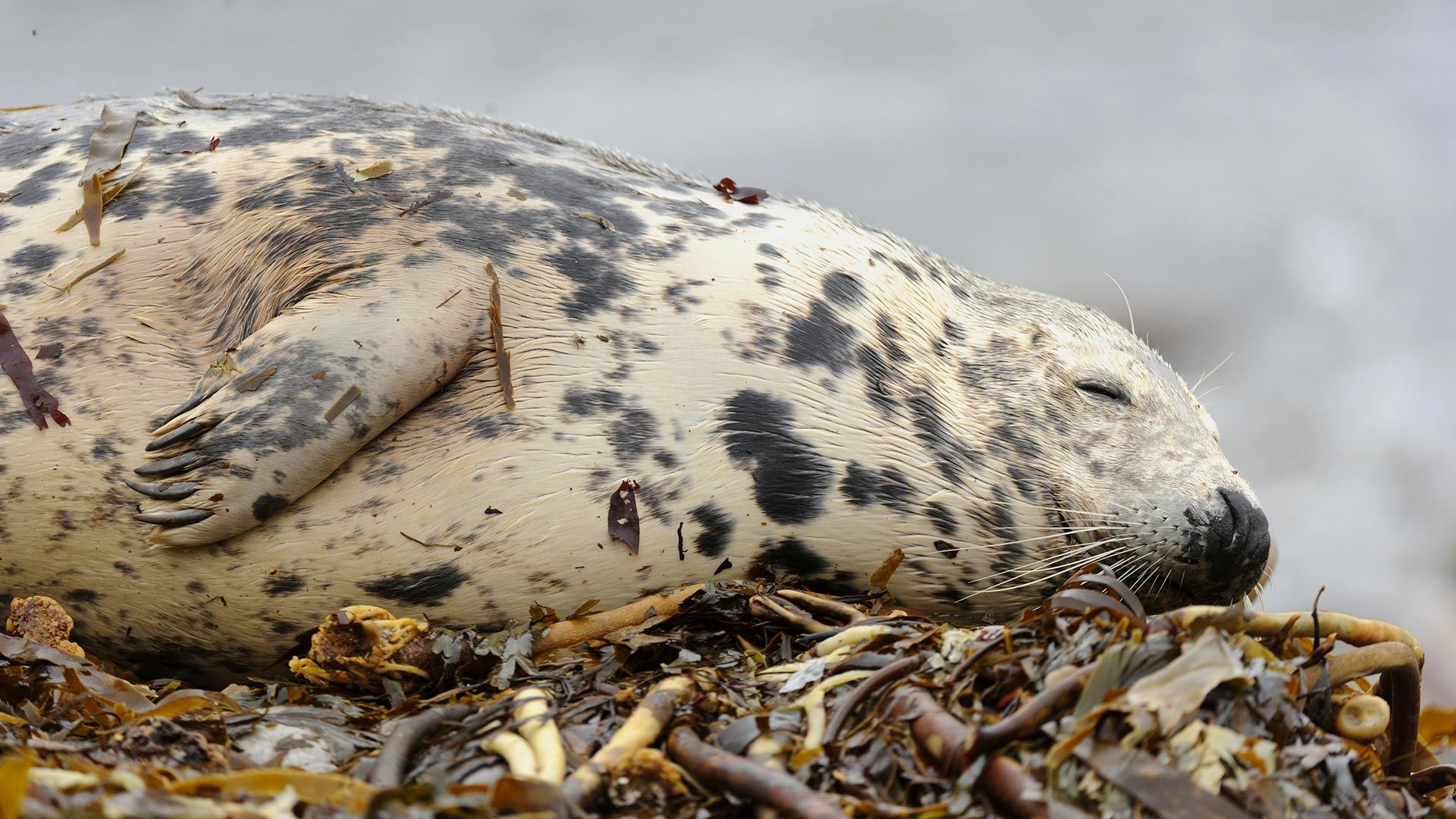 Gray seal sleeping on the beach, Orkney Islands, Scotland