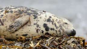 Grey seal sleeping on the beach, Orkney Islands, Scotland
