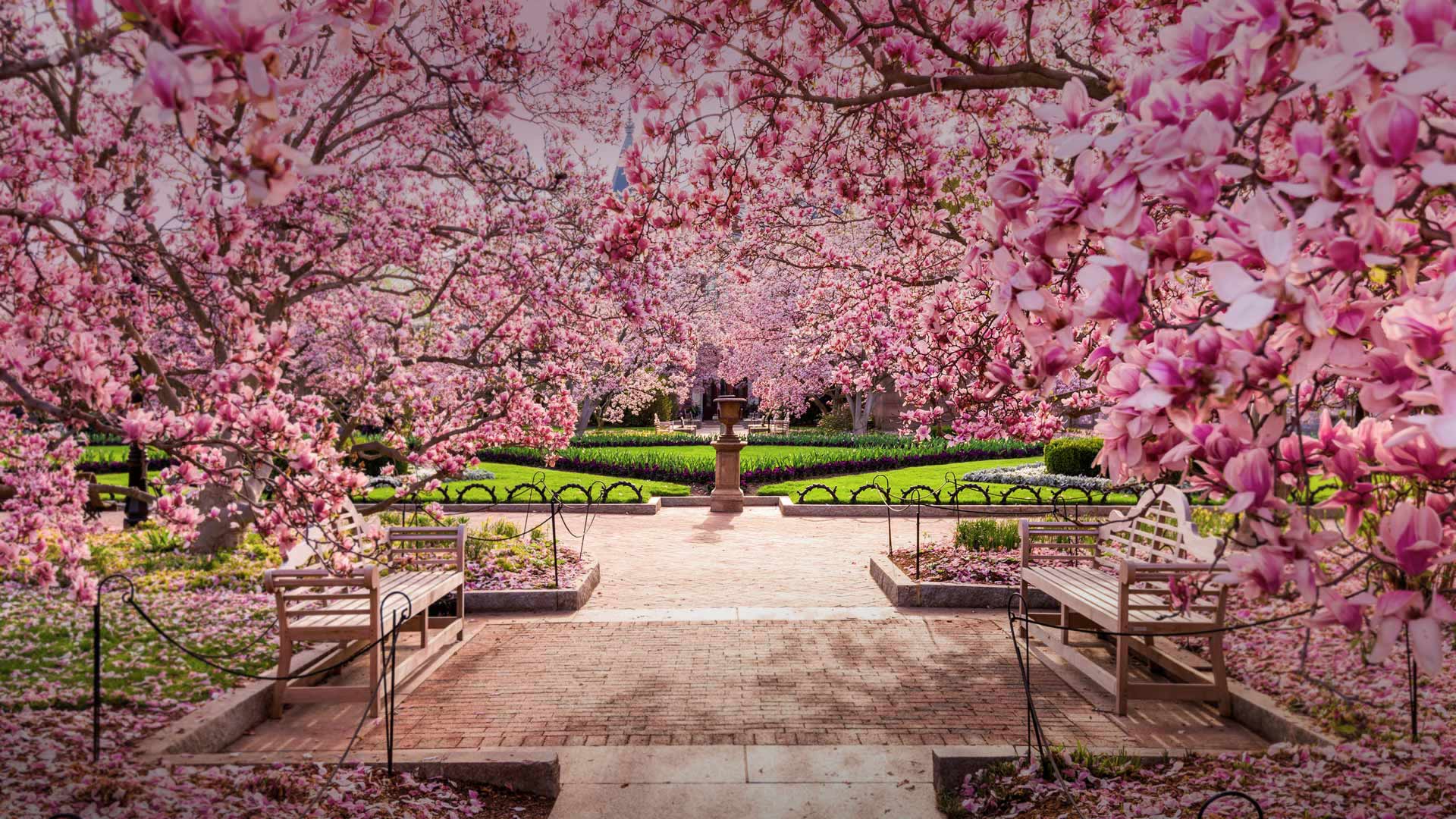 Cherry blossoms at the National Mall, Washington, DC