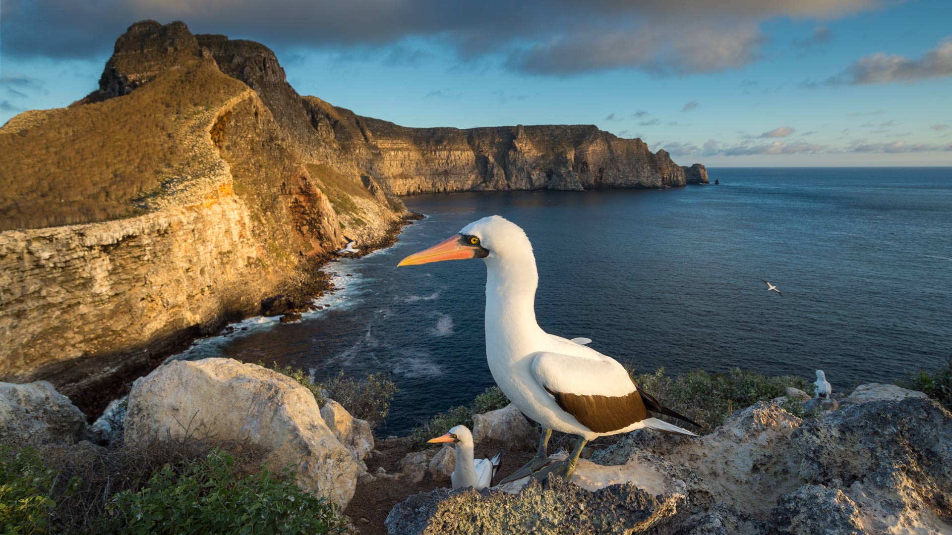 Bing HD Wallpaper Aug 21, 2024: Nazca boobies, Wolf Island, Galápagos ...