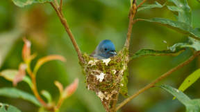Black-naped monarch