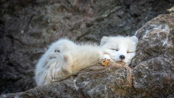 Arctic fox