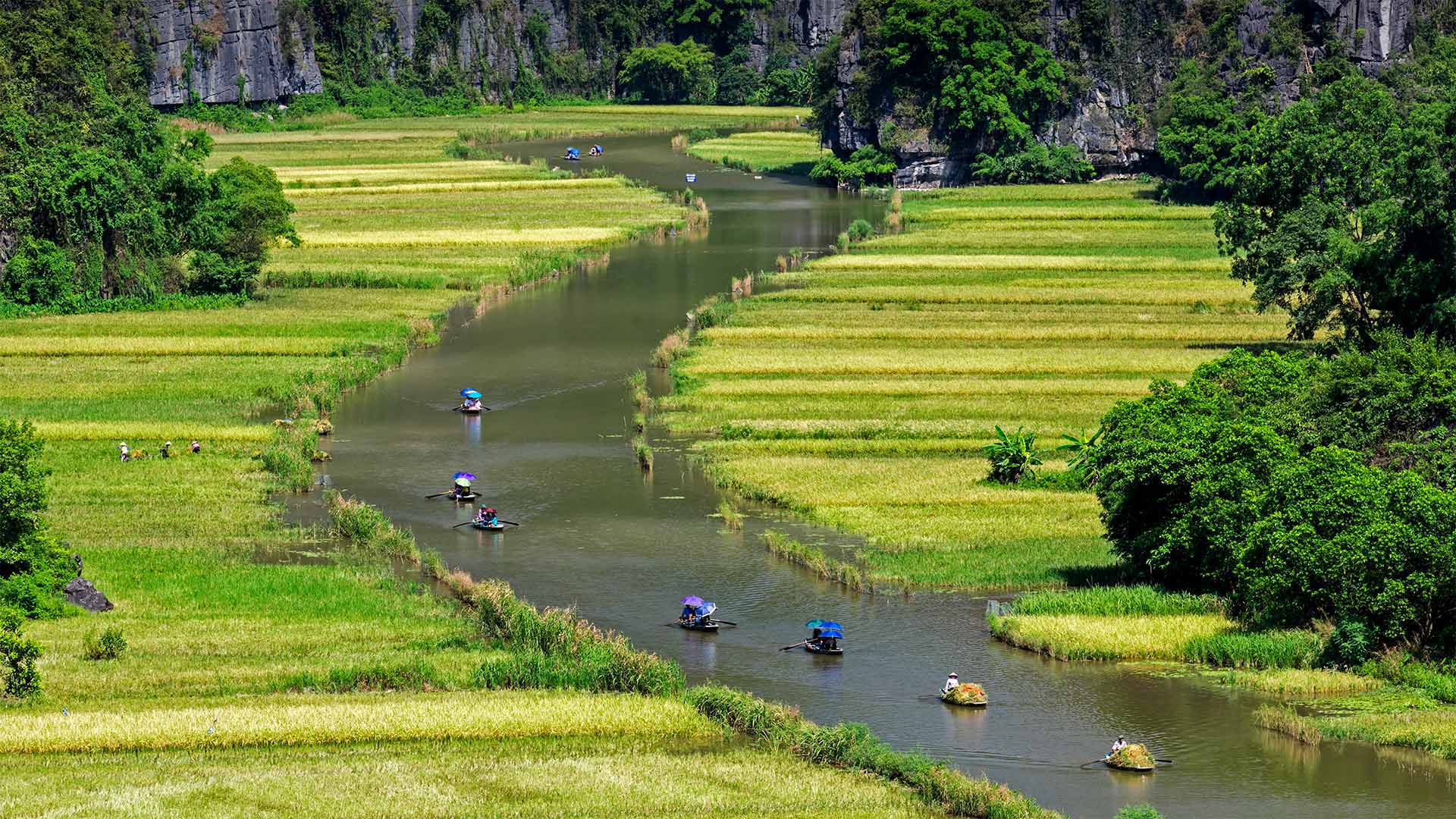 A river runs through rice fields