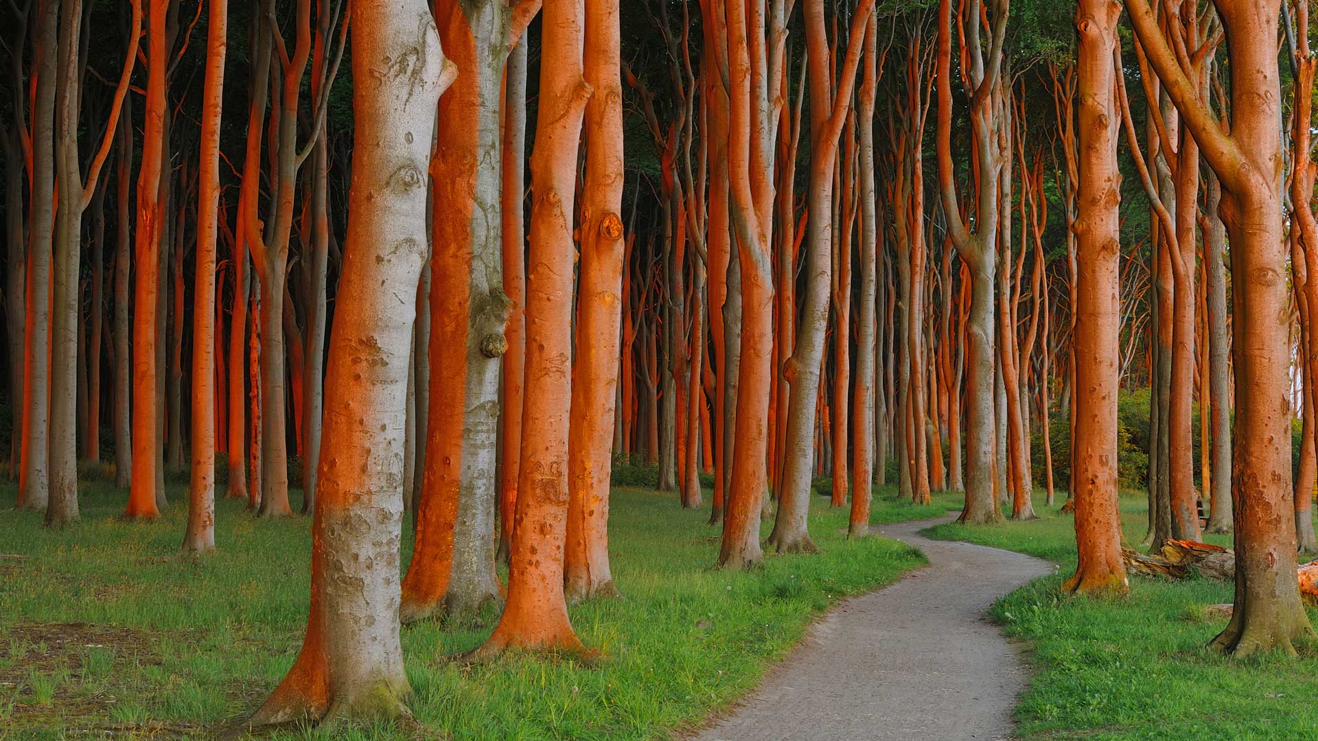 Beech forest in Nienhagen, Germany