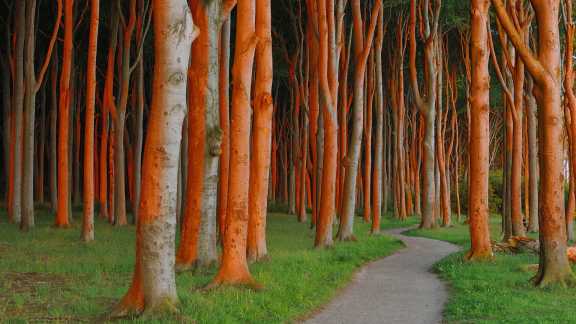 Beech forest in Nienhagen, Germany