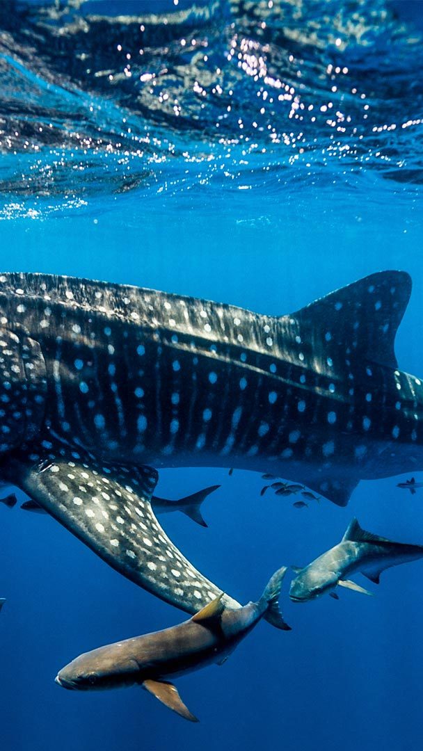 International Whale Shark Day: Protecting the gentle giants of the