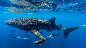 Whale shark, Ningaloo Reef, Western Australia