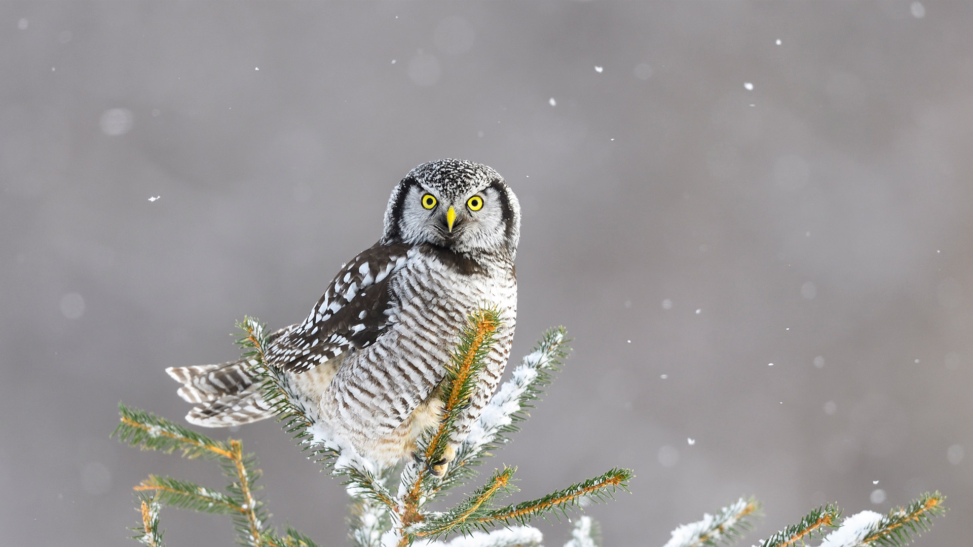 Bing HD Wallpaper Dec 14, 2024: Northern hawk-owl, Canada - Bing ...