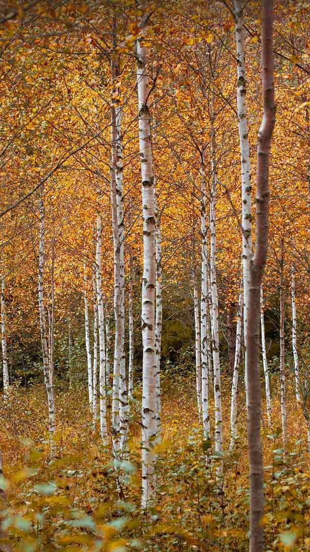 birch tree desktop wallpaper