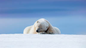 Napping near the North Pole