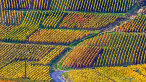Les Nuits de Champagne