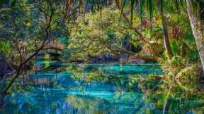 オカラ国定森林の巨大な泉