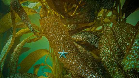 Bing image: A star is borne by seaweed - Bing Wallpaper Gallery