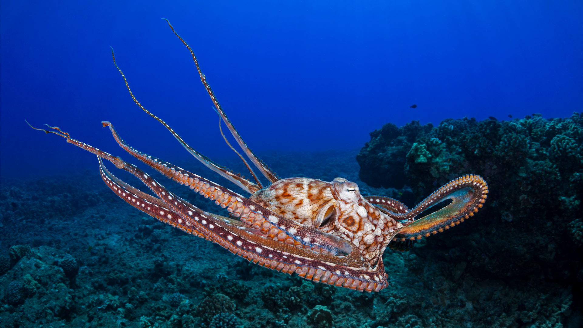World Octopus Day