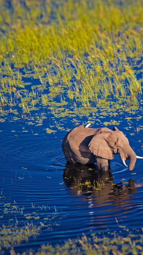 Kalahari Botswana Images – Browse 14,412 Stock Photos, Vectors, and Video |  Adobe Stock