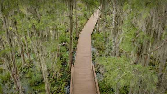 Dare to delve into this dense swamp