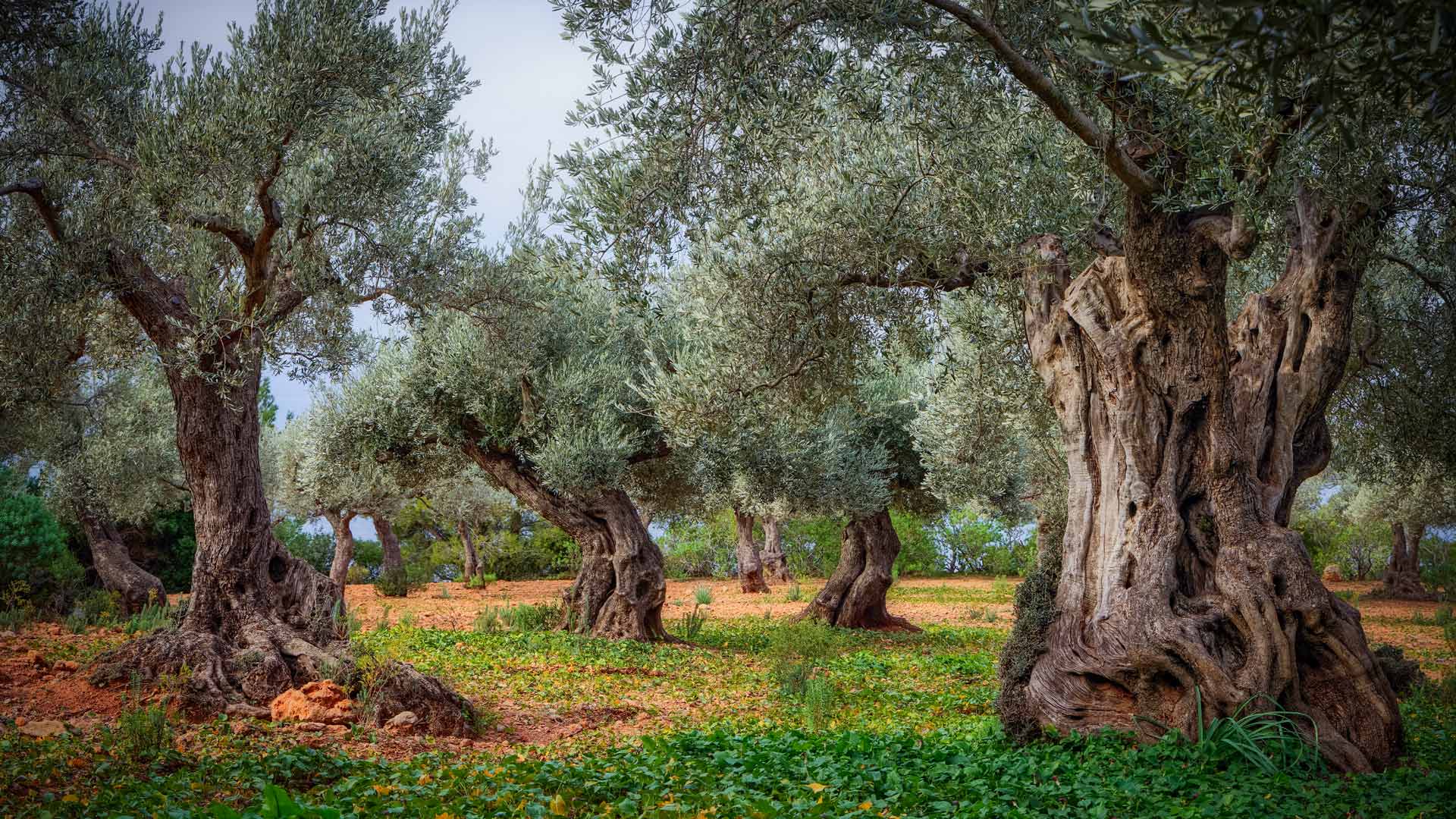 Bing Image World Olive Tree Day Bing Wallpaper Gallery