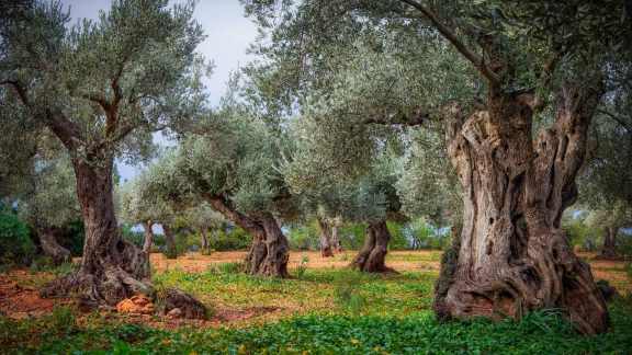 World Olive Tree Day
