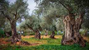 World Olive Tree Day