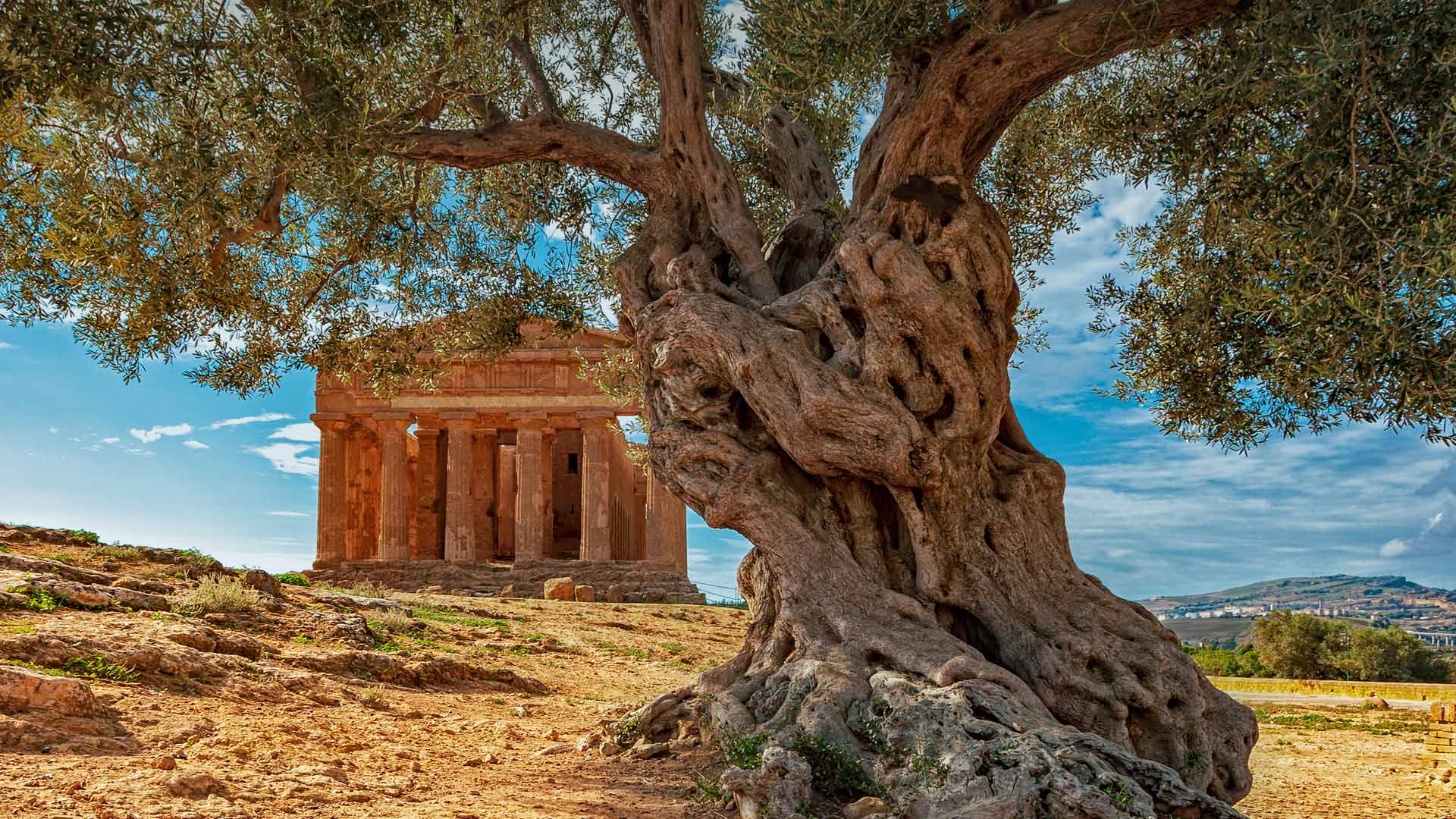 World Olive Tree Day