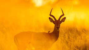 Impala in Moremi Game Reserve, Botswana