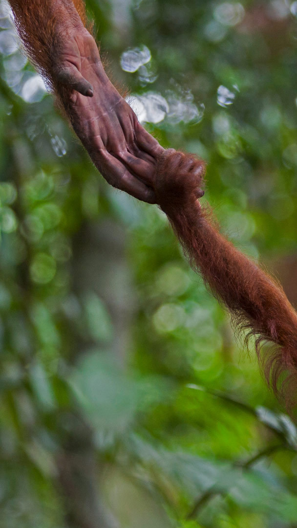 Infant Sumatran orangutan, Indonesia