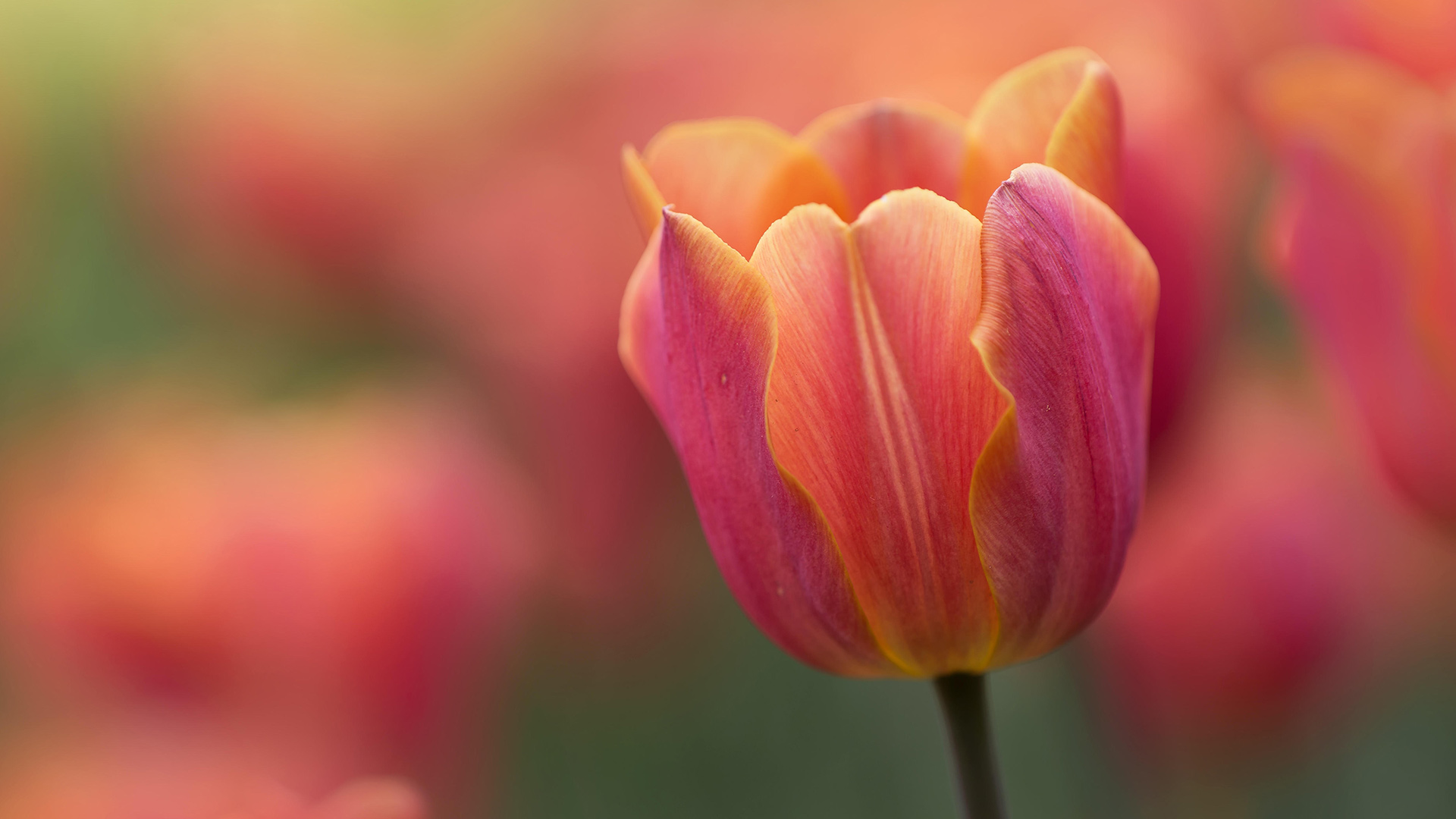 World’s largest tulip festival