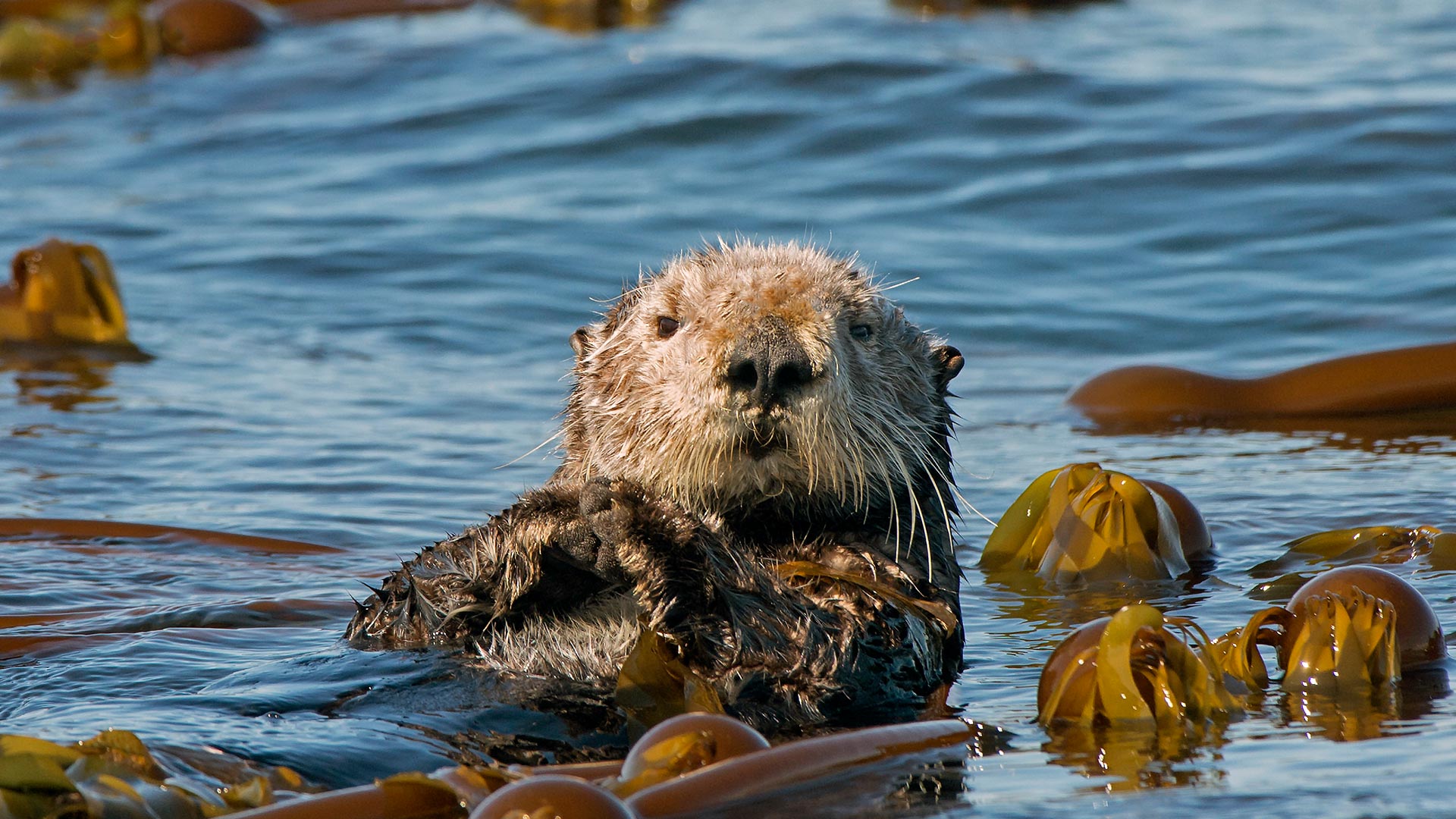 World Otter Day