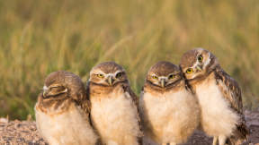 Burrowing owl chicks, Wyoming, USA