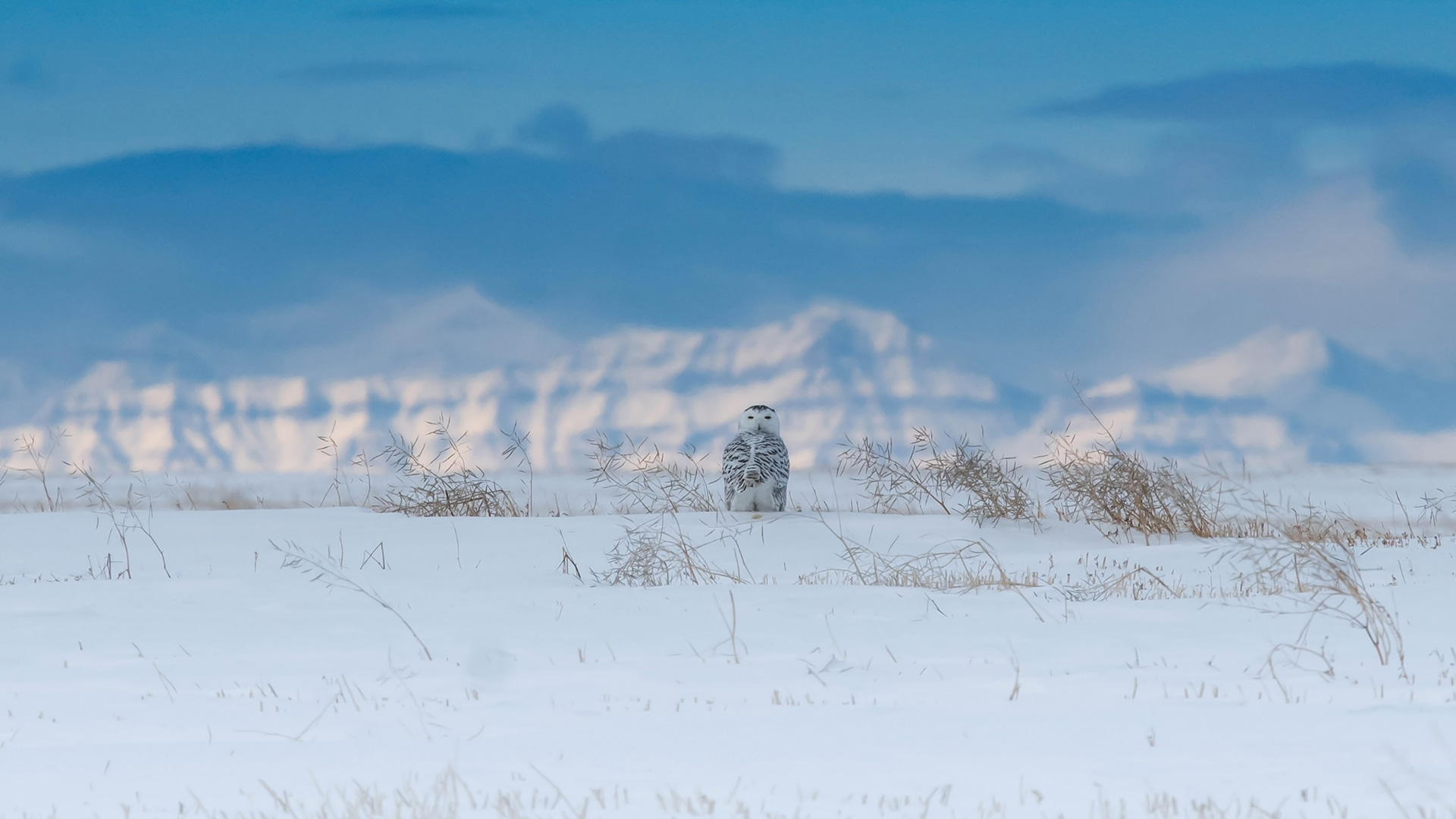 Snowy owl near the Canadian Rockies
