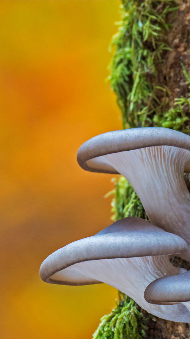 Mushroom Wallpapers and Backgrounds  WallpaperCG