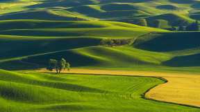 Rolling hills of the Palouse, Washington, United States