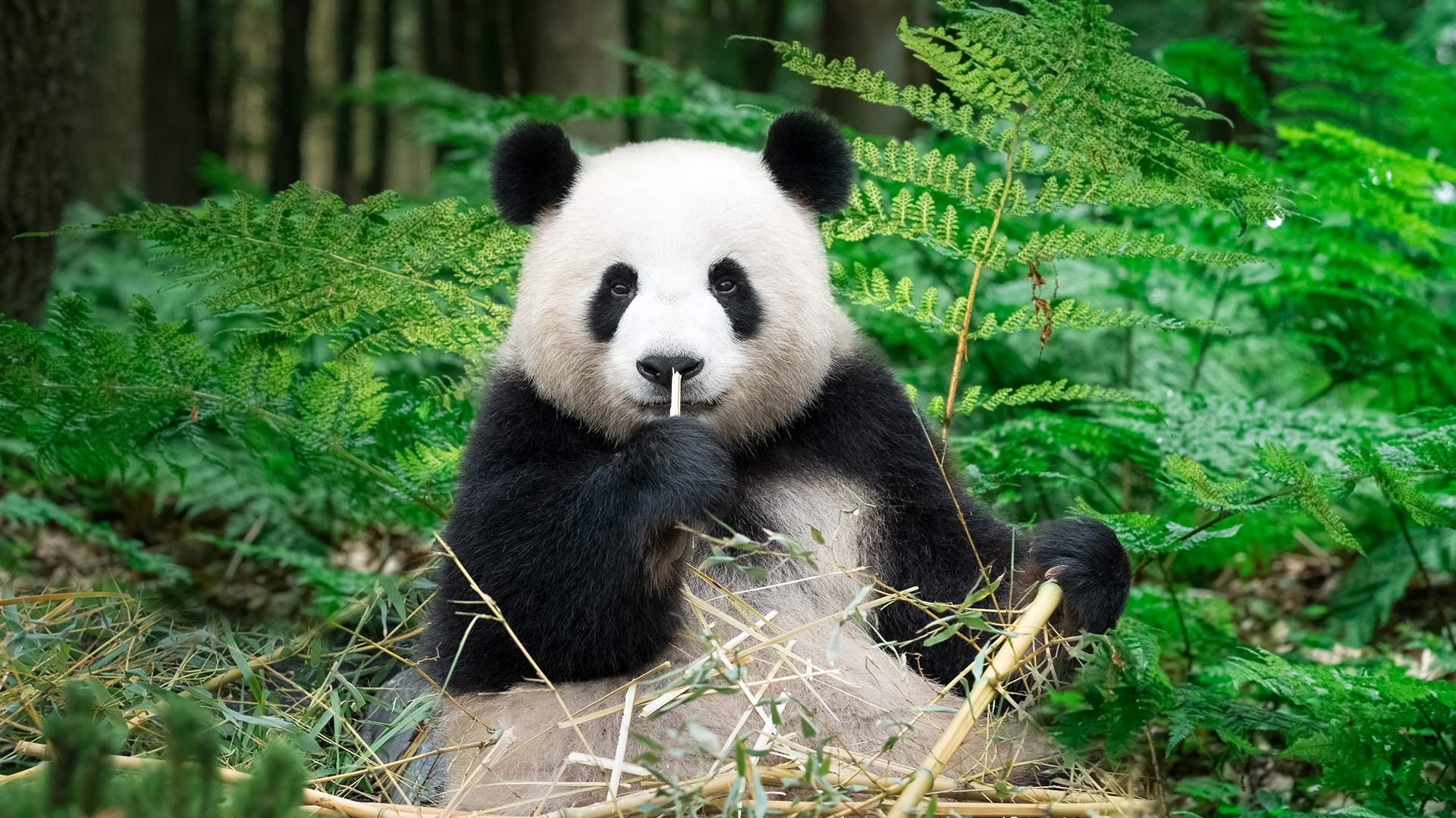 National Panda Day
