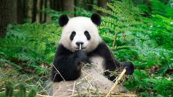 National Panda Day