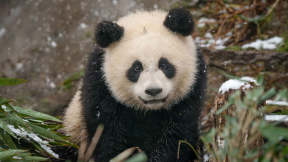 Happy Panda Day!