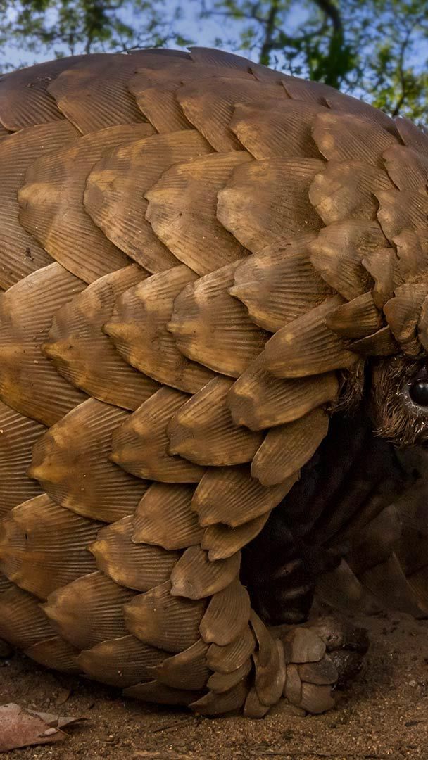 Operation Pangolin launches to save world's most trafficked wild mammal |  Department of Biology