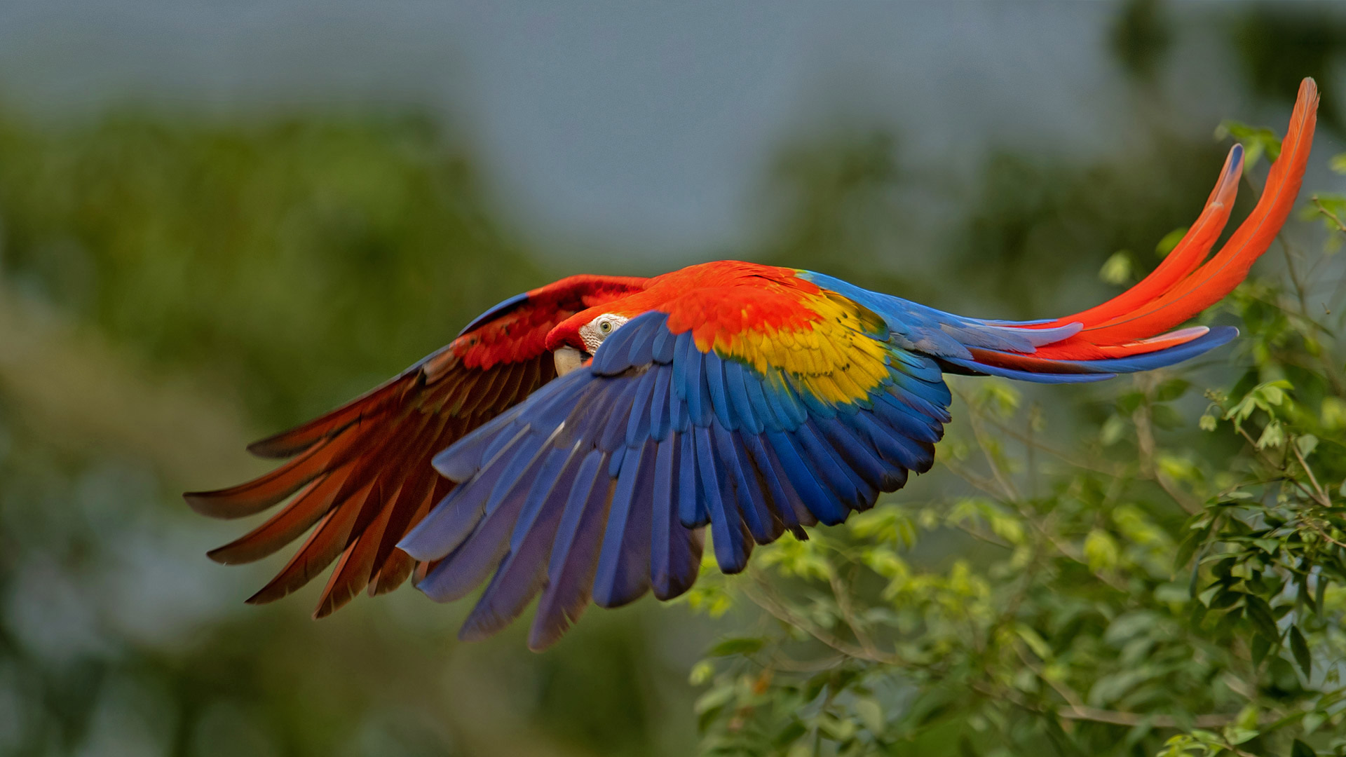 L’uccello dai colori dell’arcobaleno