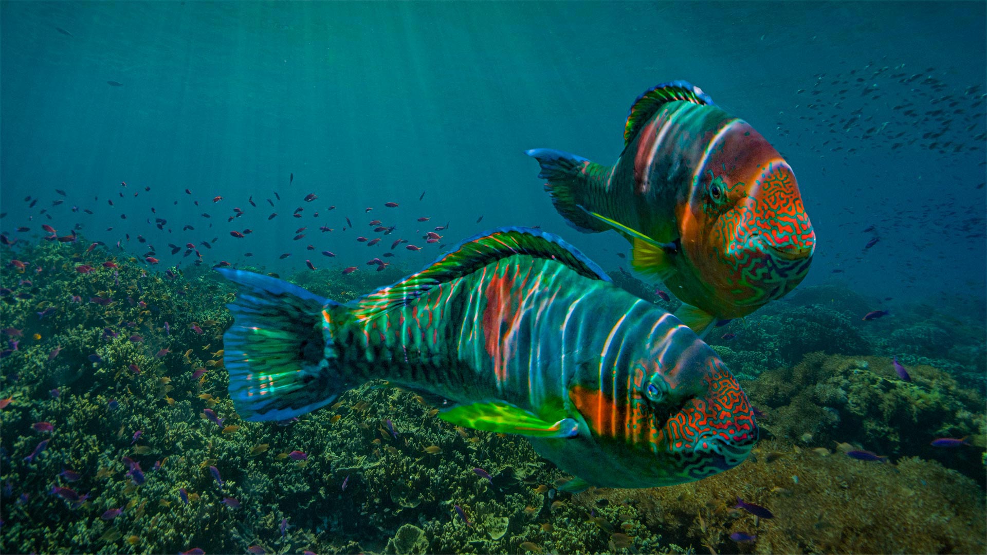 Colorful cows of the reef