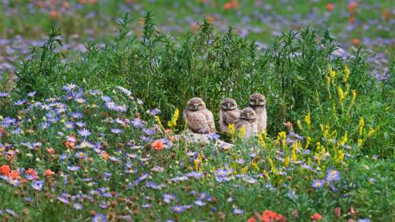 ポーニー国立草原の野鳥