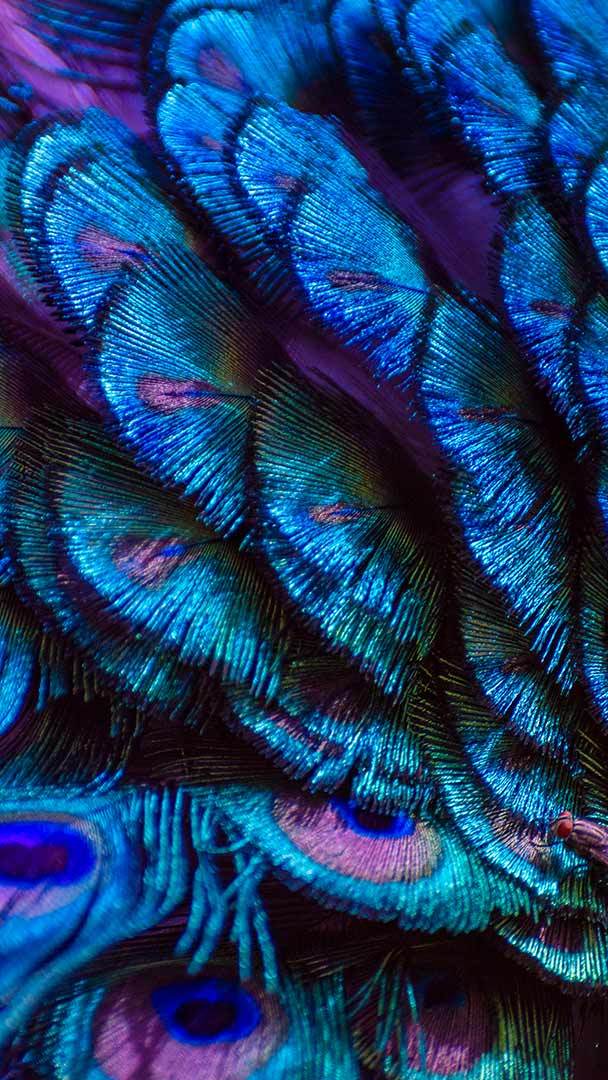 Bright and colorful peacock feathers