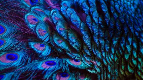 Bright and colorful peacock feathers