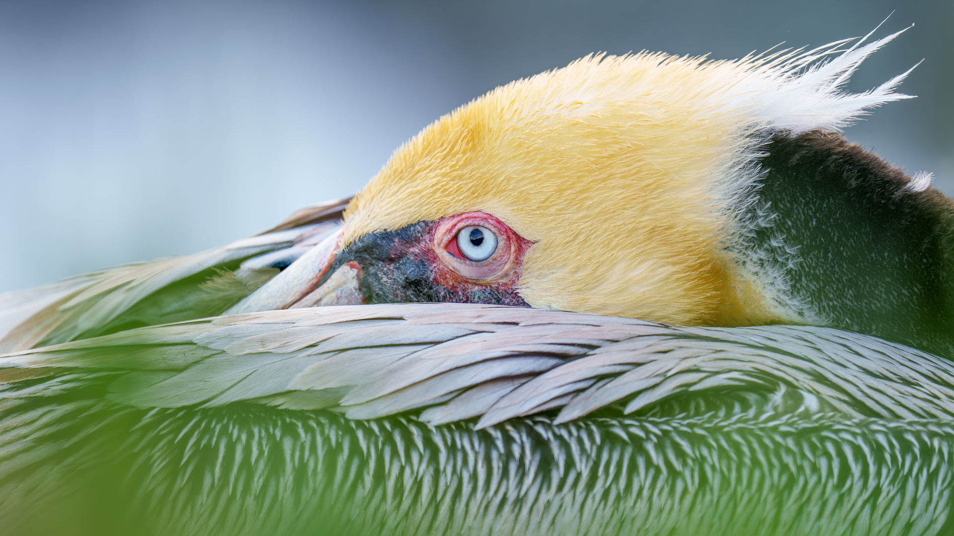 Bing image: Brown pelican, San Diego, California, United States - Bing ...